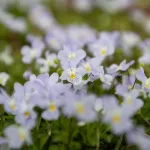 white and purple flowers in tilt shift lens